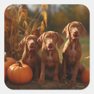 Sticker Carré Vizsla Chiot Automne Citrouille délice