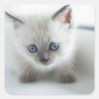 Sticker Carré Vous aimez : Chaton blanc perdu avec yeux bleus