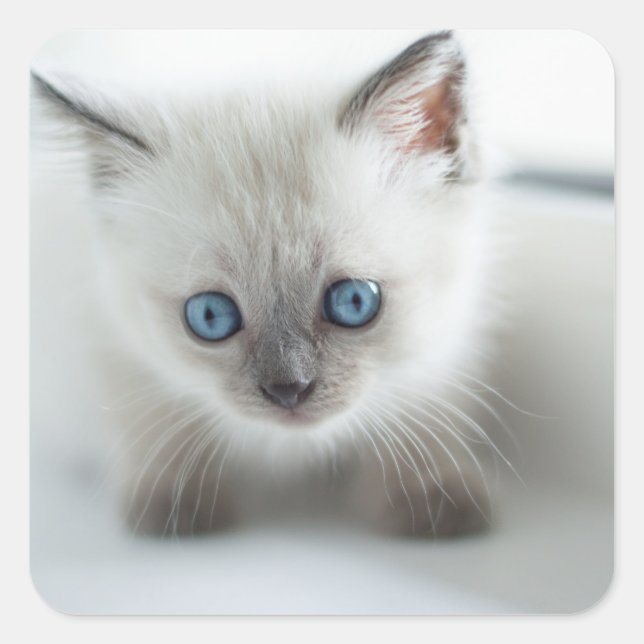 Sticker Carré Vous aimez : Chaton blanc perdu avec yeux bleus (Devant)