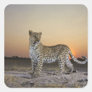 Sticker Carré Vue complète du Leopard (Panthera pardus)
