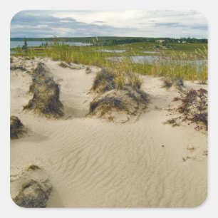Sticker Carré Vue depuis un sommet de dune sablonneuse de lacs e