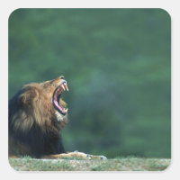 Vue d'un Lion (Panthera leo) ouvrant sa bouche