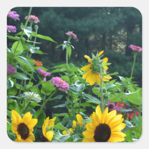 Sticker Carré Vue jardin, marguerites, cosmos, tournesols