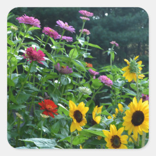 Sticker Carré Vue jardin, marguerites, cosmos, tournesols, maman