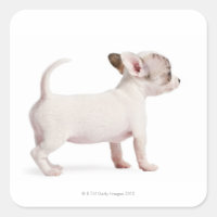 Vue latérale de Chihuahua Chiuppy (10 semaines)