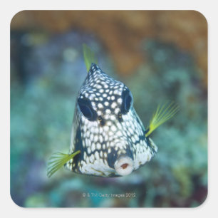 Sticker Carré Vue sous-marine du Trunkfish (Lactophrys)