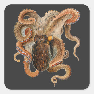 Sticker Carré Vulgaris Octopus vintage, Animaux de la vie marine
