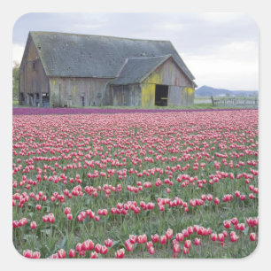 Sticker Carré WA, Skagit Valley, Tulip Field et Barn