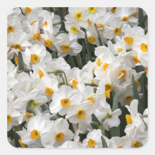 Sticker Carré WA, vallée de Skagit, motif de jonquilles
