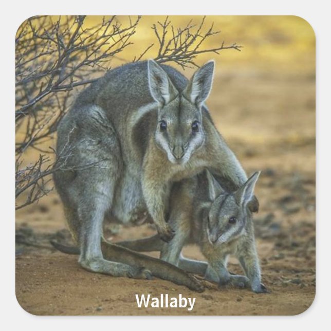 Sticker Carré Wallaby avec Baby (Devant)