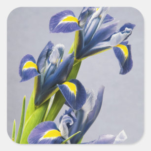 Sticker Carré Washington, Redmond, Iris violets
