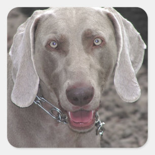 Sticker Carré Weimaraner