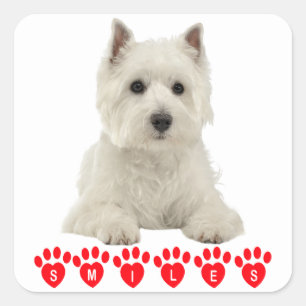 Sticker Carré West Highland Terrier White Puppy Doigt Bonjour so