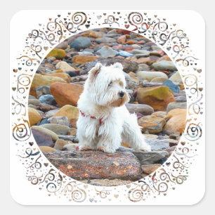 Sticker Carré Westie sur les rochers