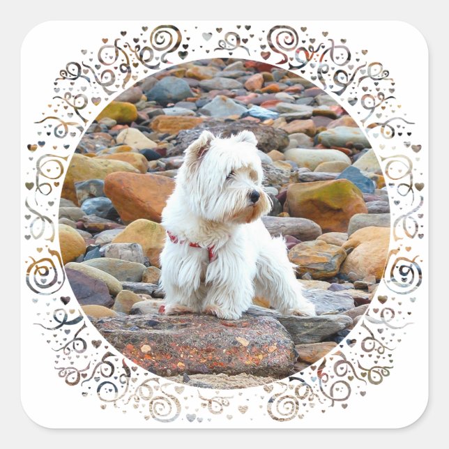 Sticker Carré Westie sur les rochers (Devant)