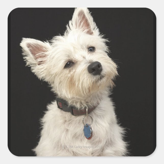 Sticker Carré Westie (West Highland terrier) avec col (Devant)