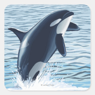Sticker Carré Whidbey Island, Washington Orca Jumping
