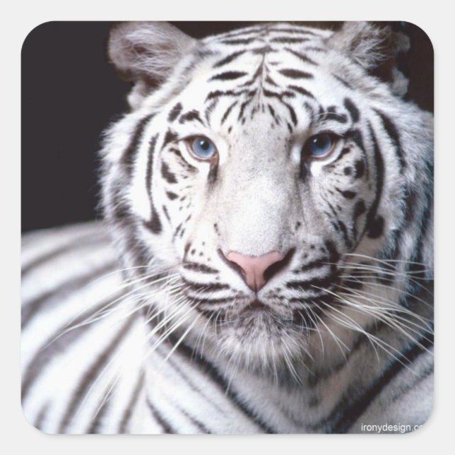 Sticker Carré White Bengal Tiger Photographe (Devant)