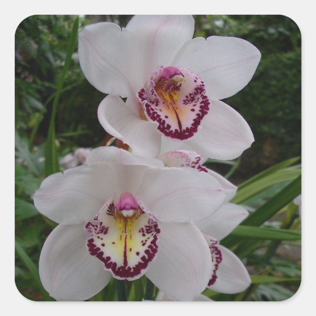 Sticker Carré White Orchids Beautiful Tropical Flowers (Devant)