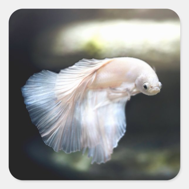 Sticker Carré White siamese Fighting Fish (Devant)