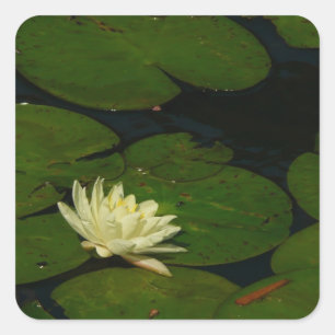 Sticker Carré White Waterlily I Peaceful