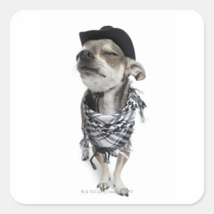 Sticker Carré Wide-angle of a Chihuahua with his eyes closed