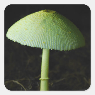 Sticker Carré Wild Mushroom Photo 