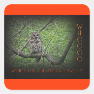 Sticker Carré Wishies d'Halloween - Chouette barrée