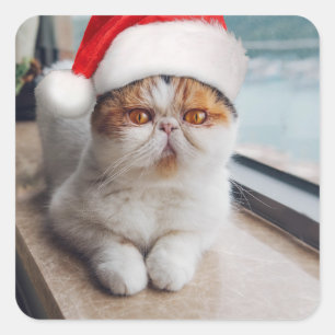 Sticker Carré Wonderful persian cat with Santa Claus