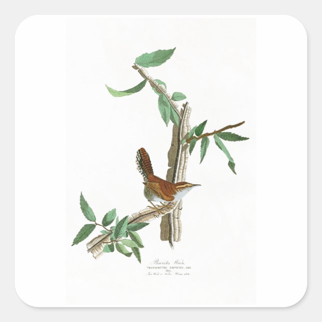 Sticker Carré Wren de Bewick John James Audubon Birds of America (Devant)