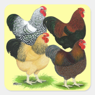 Sticker Carré Wyandotte : Assortiment de coq