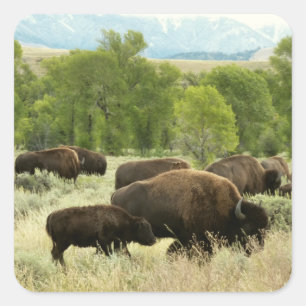 Sticker Carré Wyoming Bison Nature Animal Photographie