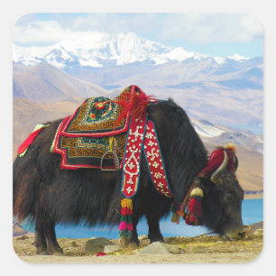 Sticker Carré Yak Bos Grunniens près du lac Yamdrok Tibet