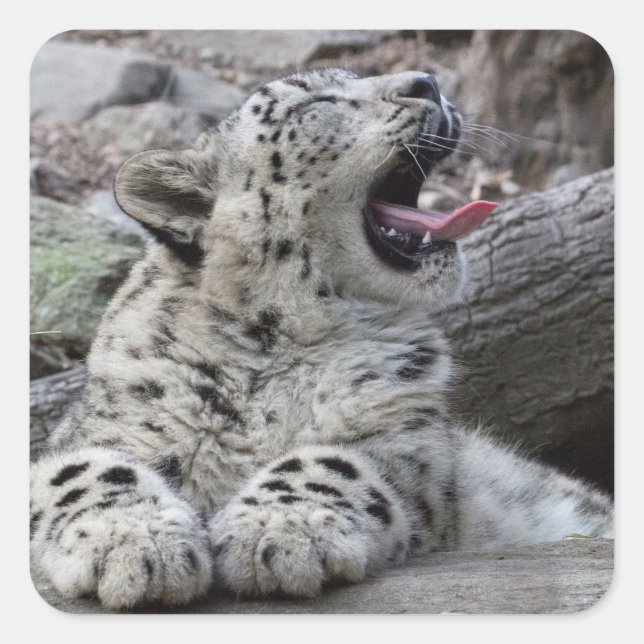 Sticker Carré Yawning Snow Leopard (Devant)