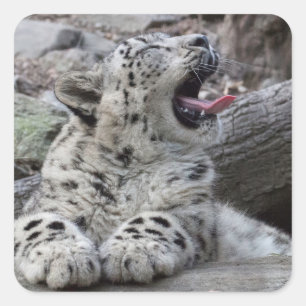 Sticker Carré Yawning Snow Leopard
