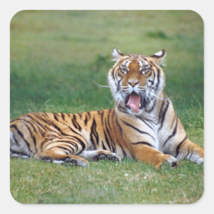 Sticker Carré Yawning Tiger