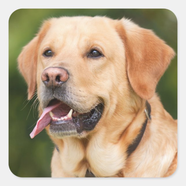 Sticker Carré Yellow Labrador Retriever Dog - Lab (Devant)