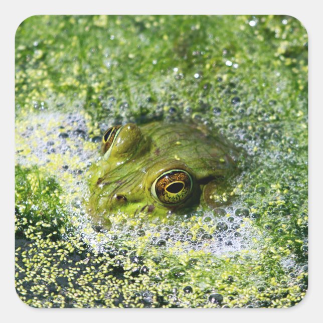 Sticker Carré Yeux de grenouille dans un étang (Devant)