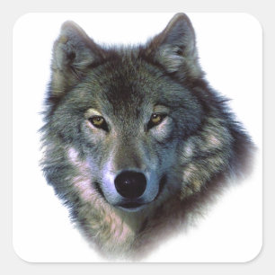 Sticker Carré Yeux de loup gris