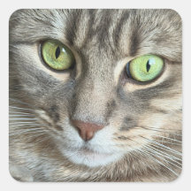 Yeux d'émeraude – Portrait d'un chat aux yeux vert