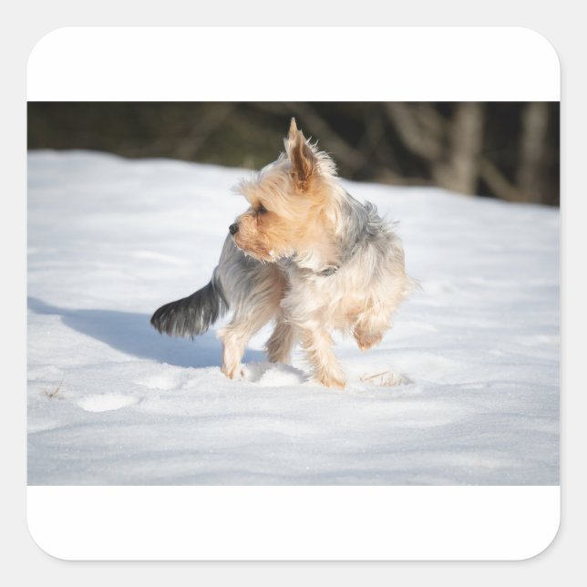 Sticker Carré yorkie dans la neige (Devant)