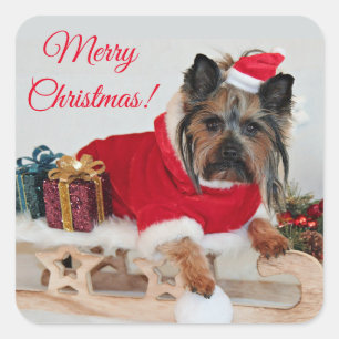 Sticker Carré Yorkie Yorkshire Terrier Chien - Noël Santa Hat
