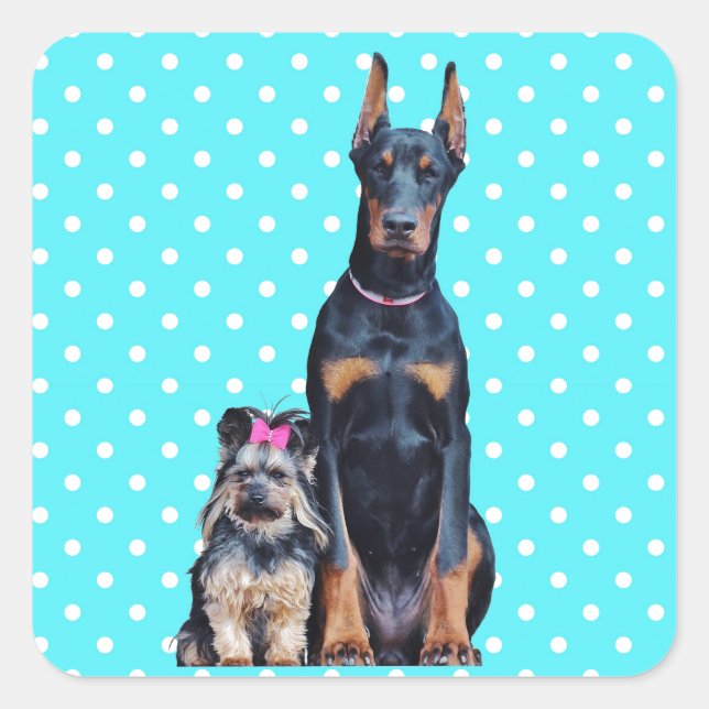 Sticker Carré Yorkshire Terrier Doberman Pois bleus (Devant)