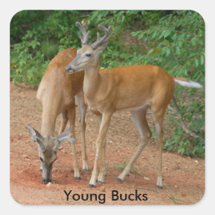 Sticker Carré Young Buck Whitetail Deer