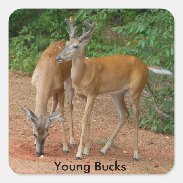 Sticker Carré Young Buck Whitetail Deer (Devant)