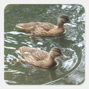 Sticker Carré Young Mallard Ducks