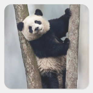 Sticker Carré Young Panda climbing a tree, Chine
