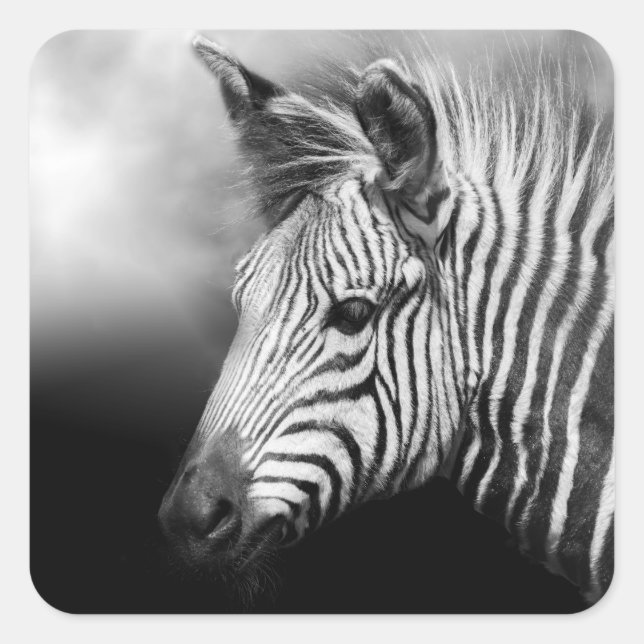 Sticker Carré Zebra Foal (Devant)
