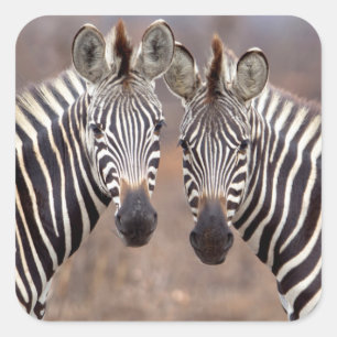 Sticker Carré Zèbres de la plaine, Parc national de Kruger