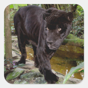 Sticker Carré Zoo de la ville de Belize. Panthère noire